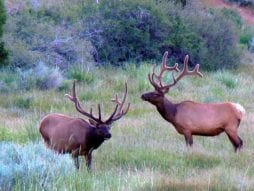 elk in lincoln county nevada