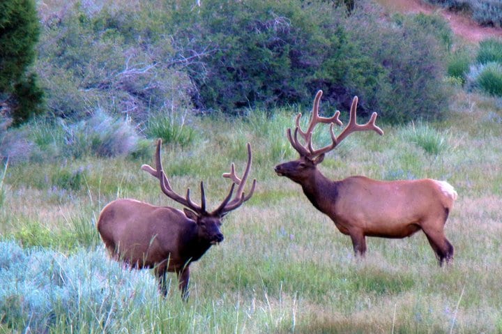 elk in lincoln county nevada