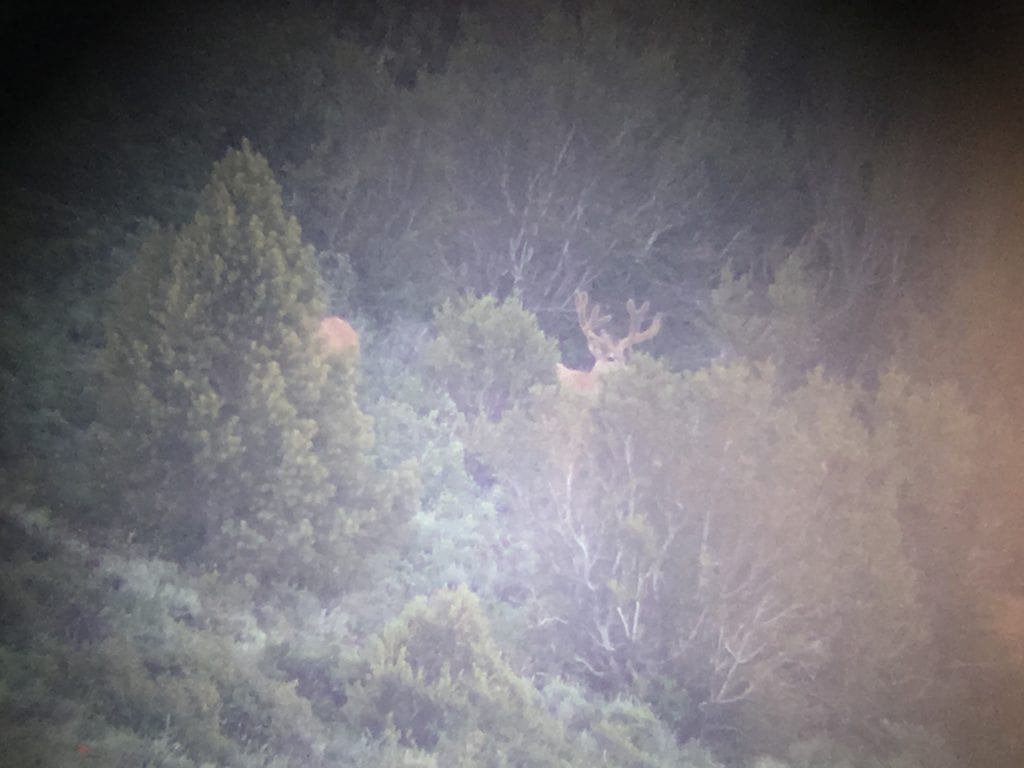 nevada trophy buck