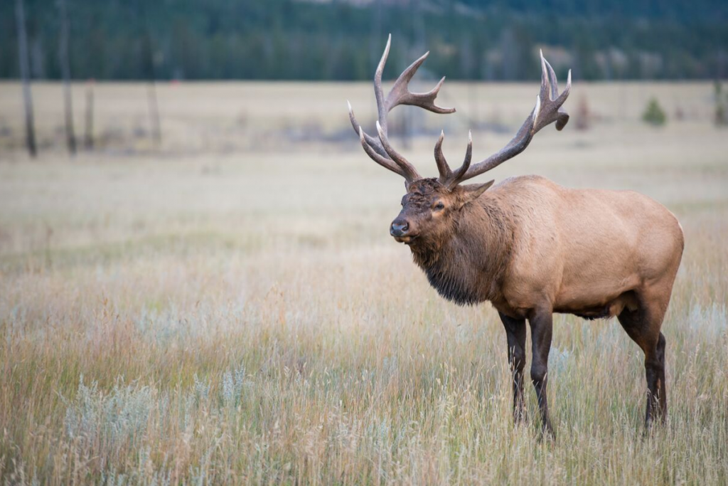 grass fed elk